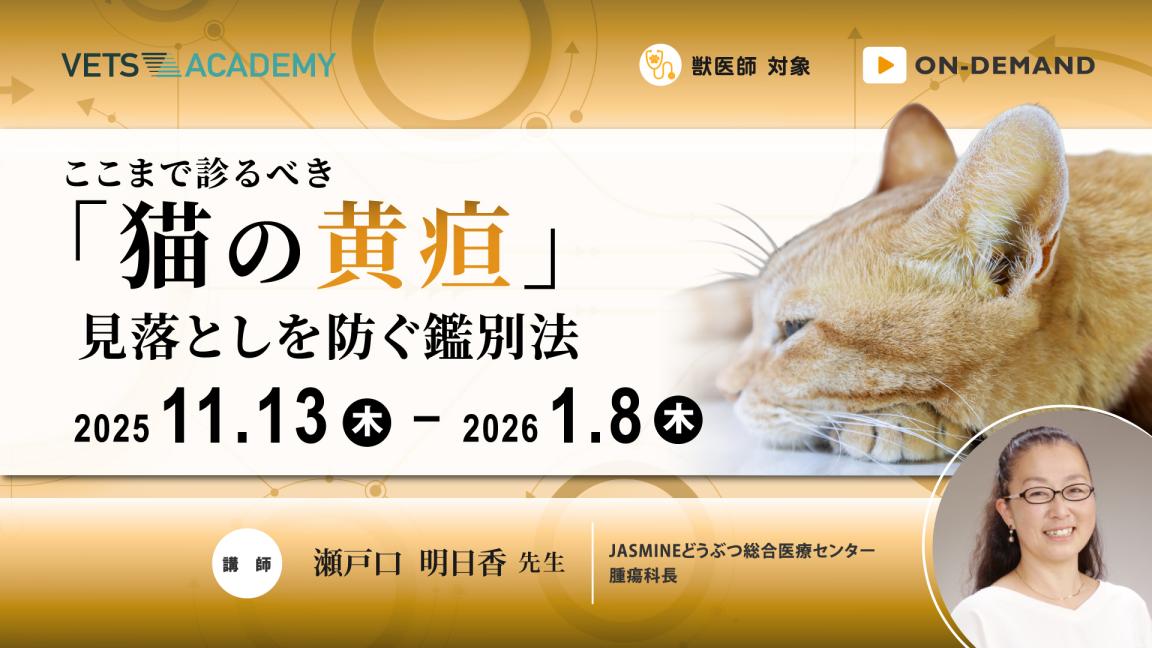 ここまで診るべき「猫の黄疸」 見落としを防ぐ鑑別法
