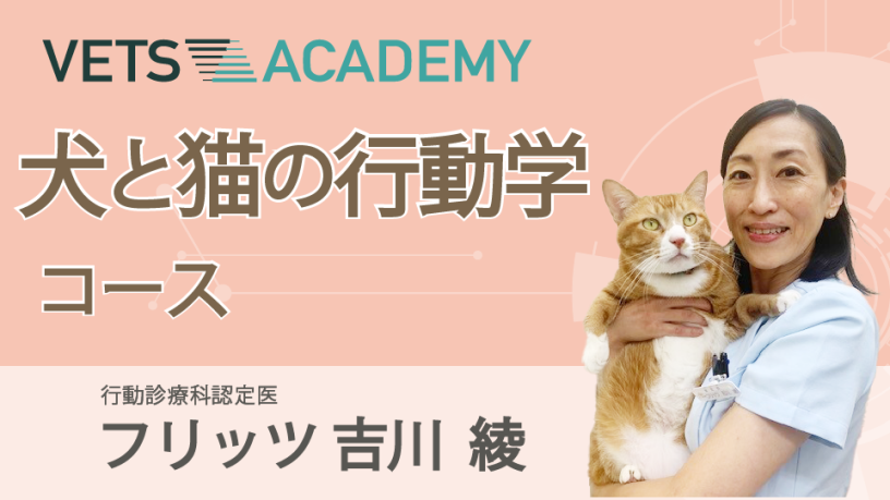 8月開講】動物看護師 犬と猫の行動学コース|VETS ACADEMY